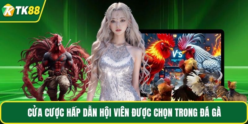 Cửa cược hấp dẫn hội viên được chọn trong đá gà